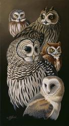 Eyes Of The Night - Owls | Obraz na stenu