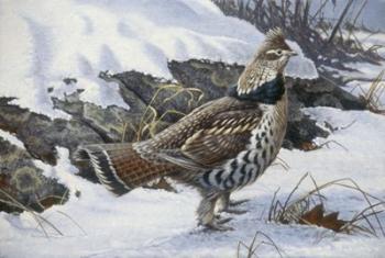 Ruffed Grouse | Obraz na stenu