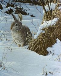 Snow Cover Cottontail | Obraz na stenu