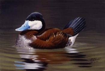 Ruddy Duck | Obraz na stenu