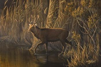 Evening Rounds Sika Deer | Obraz na stenu