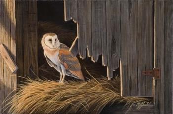 Ready For The Hunt Barn Owl | Obraz na stenu