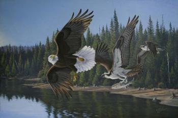 Eagle Osprey | Obraz na stenu