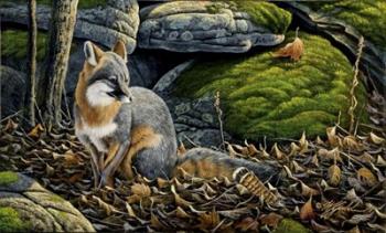 Grey Fox | Obraz na stenu
