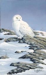 Snowy Owl | Obraz na stenu