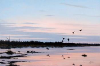 Sunset March Black Ducks | Obraz na stenu