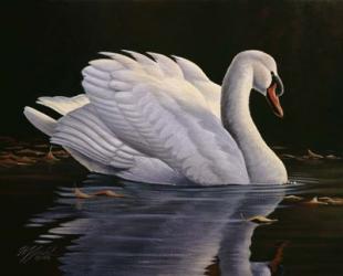 Reflection - Mute Swan | Obraz na stenu