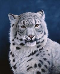 Young Snow Leopard | Obraz na stenu