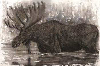 Majestic Moose | Obraz na stenu