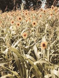 Baby Sunflowers | Obraz na stenu