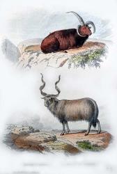 Pair of Rams | Obraz na stenu