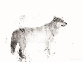 Wolf | Obraz na stenu
