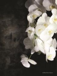 Contemporary White Orchids | Obraz na stenu