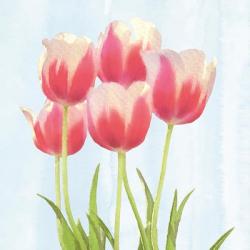 Fresh Spring Tulips III | Obraz na stenu