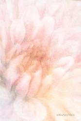 Soft Dahlia Pastel Peach | Obraz na stenu