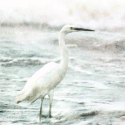 Coastal Heron | Obraz na stenu