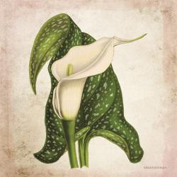 Vintage Calla Lily | Obraz na stenu