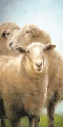 Three Sheep Portrait | Obraz na stenu