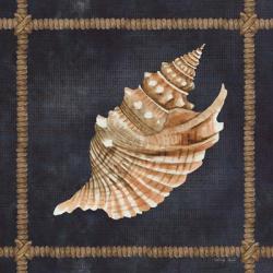 Seashell on Navy V | Obraz na stenu