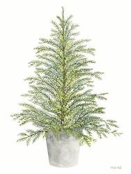 Spruce Tree in Pot | Obraz na stenu