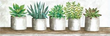 Succulent Pots | Obraz na stenu