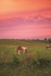 Horse at Sunset | Obraz na stenu