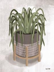 Spider Plant | Obraz na stenu