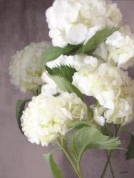 Snow Hydrangeas | Obraz na stenu