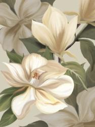 Magnolia Blossoms I | Obraz na stenu