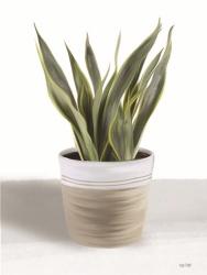 Snake Plant I | Obraz na stenu