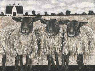 Three Sheep | Obraz na stenu