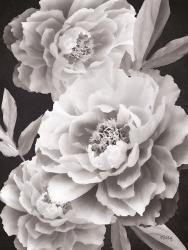 Black and White Peonies | Obraz na stenu