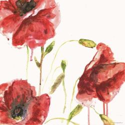 Poppies | Obraz na stenu