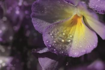 Purple Pansy | Obraz na stenu