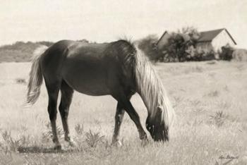 Summer Grazing | Obraz na stenu