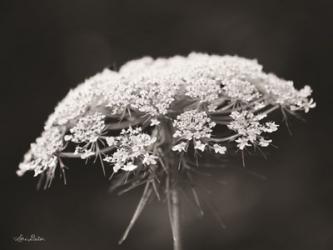 Queen Anne's Lace | Obraz na stenu