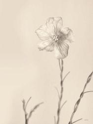 Faded Flower III | Obraz na stenu