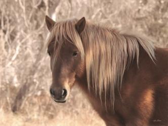 Assateague Horse | Obraz na stenu