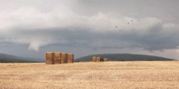 Stormy Day Harvest I | Obraz na stenu