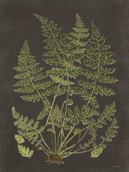 Fern Study | Obraz na stenu