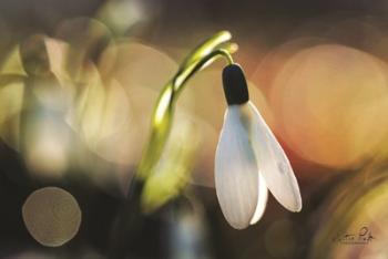 Snowdrops III | Obraz na stenu