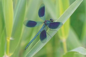 Damselfly in Blue | Obraz na stenu