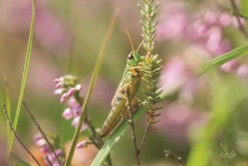 Grasshopper | Obraz na stenu