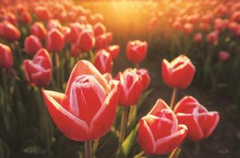 Tulips at Sunrise | Obraz na stenu