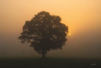 Solitary Oak | Obraz na stenu