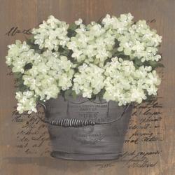 Heavenly Hydrangeas II | Obraz na stenu