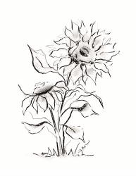 Sunflower Charcoal Sketch | Obraz na stenu