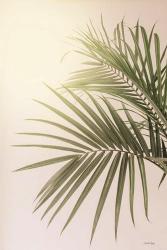 Sunkissed Palm | Obraz na stenu