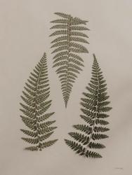 Light Fern Study I | Obraz na stenu