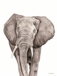 Safari Elephant Peek-a-boo | Obraz na stenu